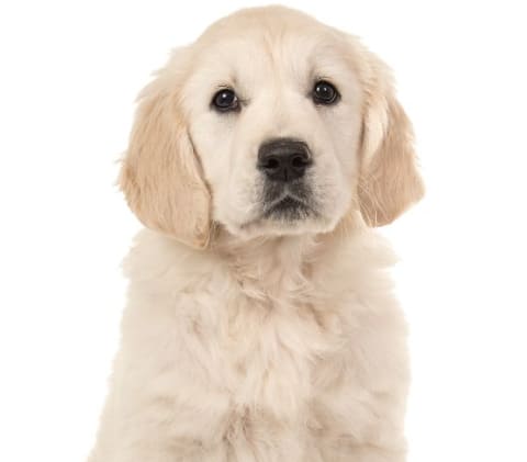 img-dog-02