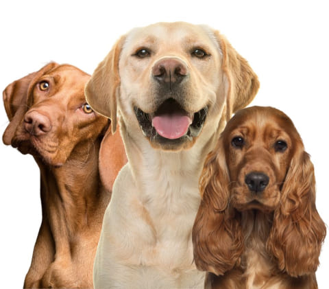 img-dogs-01